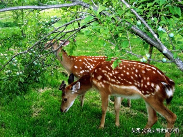 打靶在哪(打靶载体是什么)