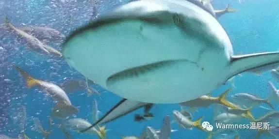 厦门海底世界在哪里(厦门海底世界图片)