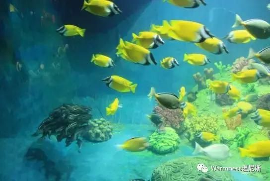 厦门海底世界在哪里(厦门海底世界图片)