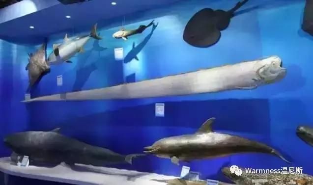 厦门海底世界在哪里(厦门海底世界图片)