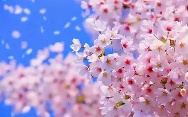 重庆5号线所有站点2019(重庆轨道5号线最新消息)