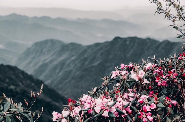 佛一山在哪(四大佛教名山各求什么)