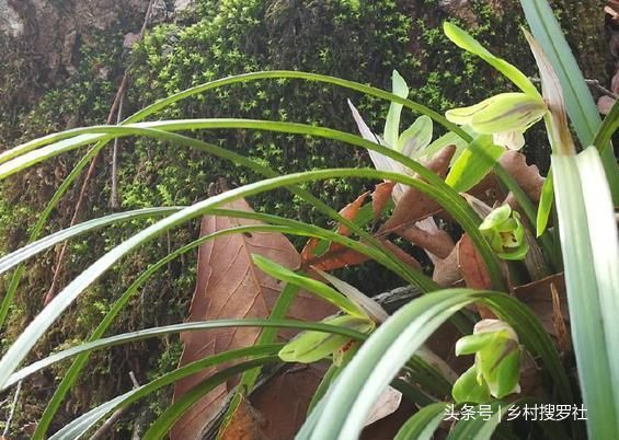 野生兰花分布在哪里(江苏野生兰花分布在哪里)