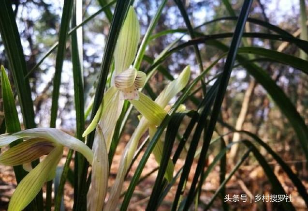 野生兰花分布在哪里(江苏野生兰花分布在哪里)