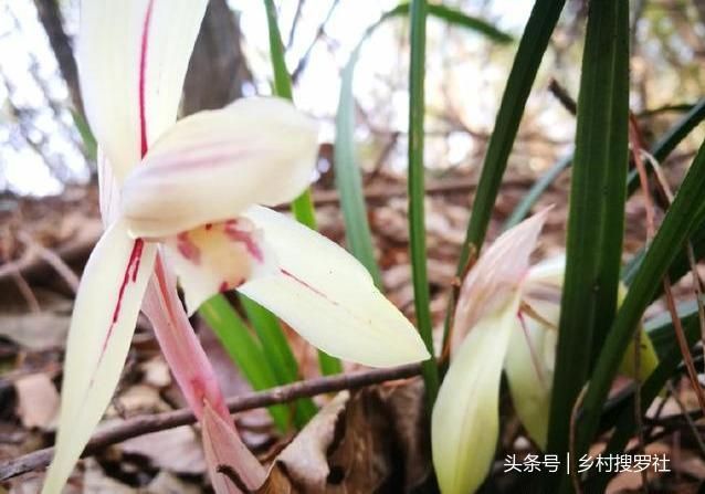 野生兰花分布在哪里(江苏野生兰花分布在哪里)