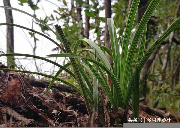 野生兰花分布在哪里(江苏野生兰花分布在哪里)