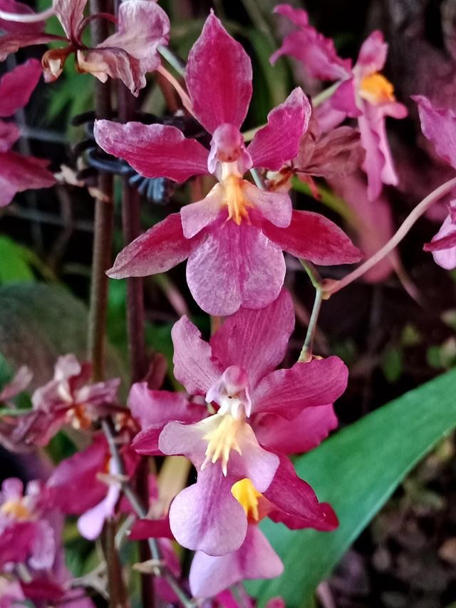 广州花市场在哪里(广州花市场在哪里批发)