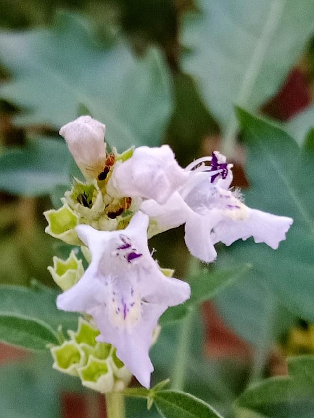 广州花市场在哪里(广州花市场在哪里批发)