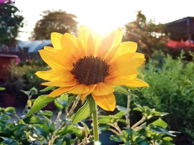 广州花市场在哪里(广州花市场在哪里批发)