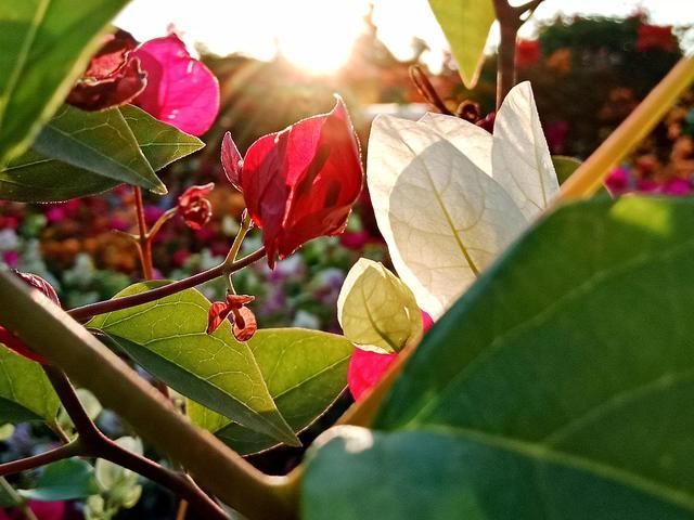 广州花市场在哪里(广州花市场在哪里批发)