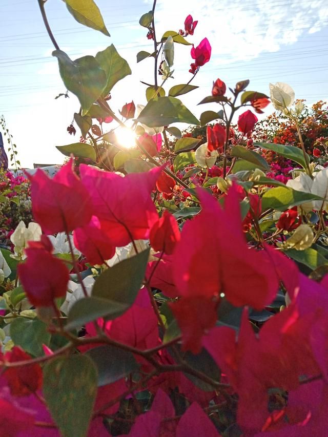 广州花市场在哪里(广州花市场在哪里批发)