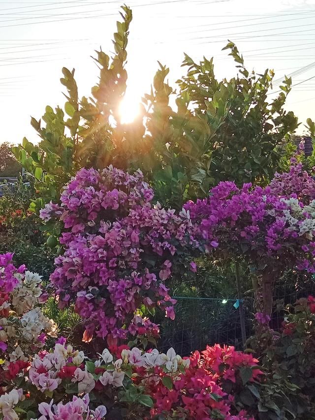 广州花市场在哪里(广州花市场在哪里批发)