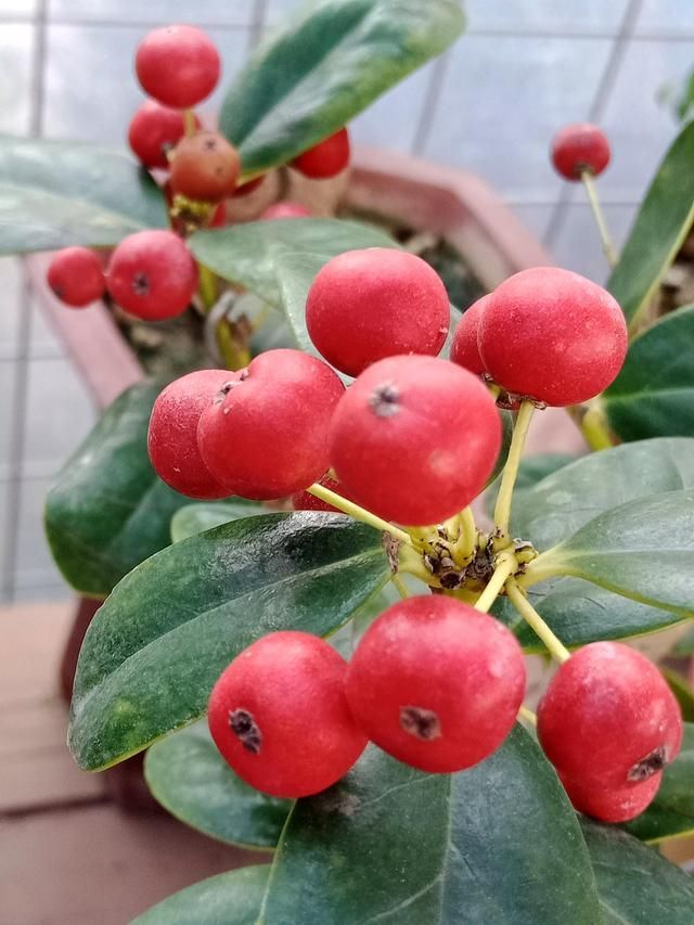 广州花市场在哪里(广州花市场在哪里批发)