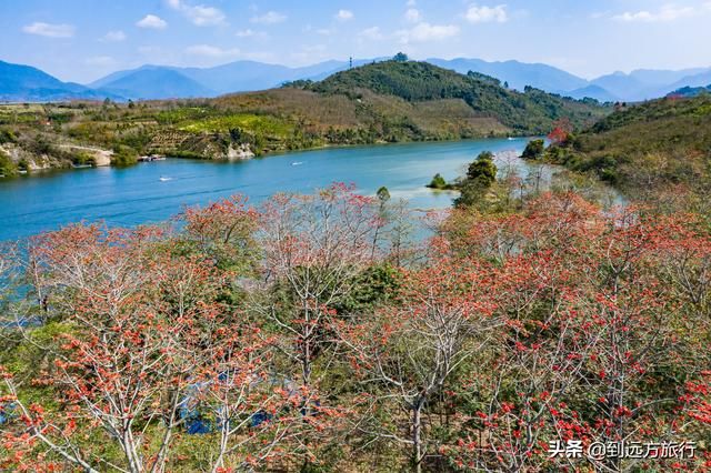 海南花海在哪(温州花海在哪里)