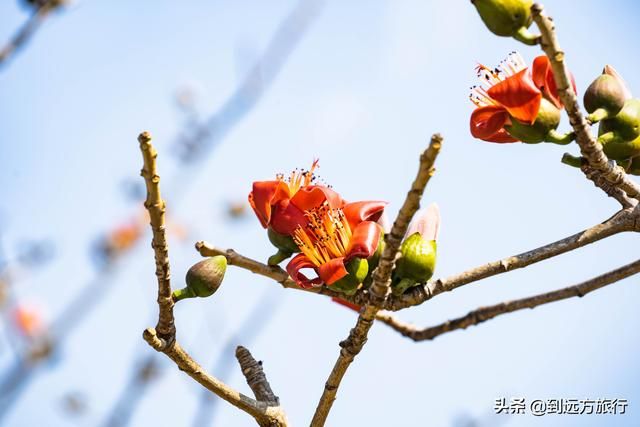 海南花海在哪(温州花海在哪里)