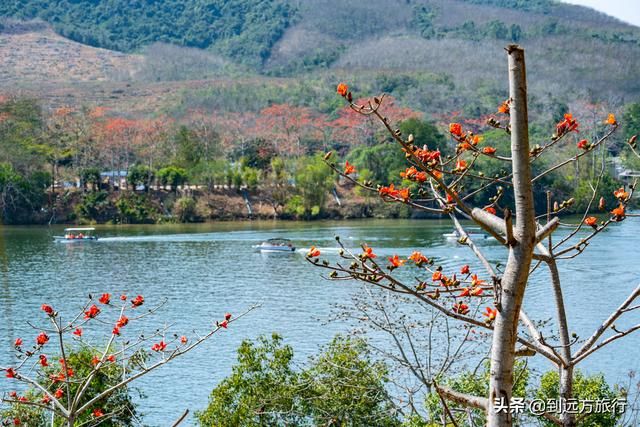 海南花海在哪(温州花海在哪里)