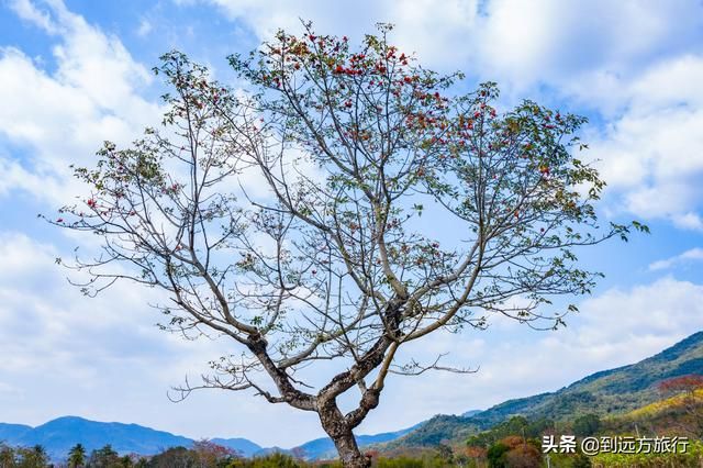 海南花海在哪(温州花海在哪里)