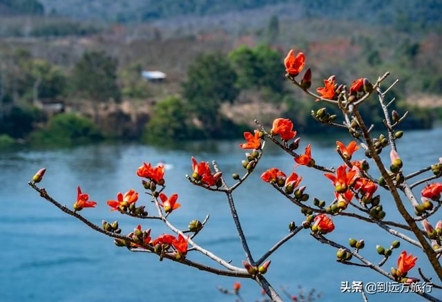 海南花海在哪(温州花海在哪里)