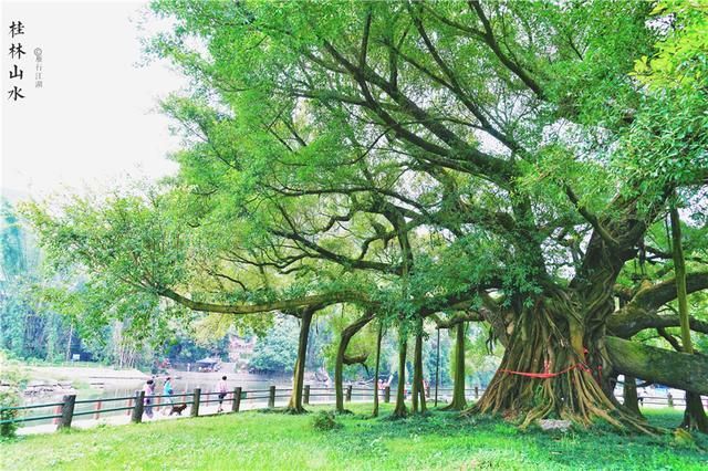 桂林山水在哪里(桂林山水在哪里哪个省)