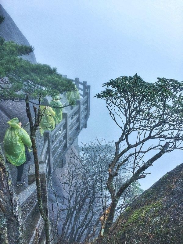 黄山松奇在哪里(黄山松起源)