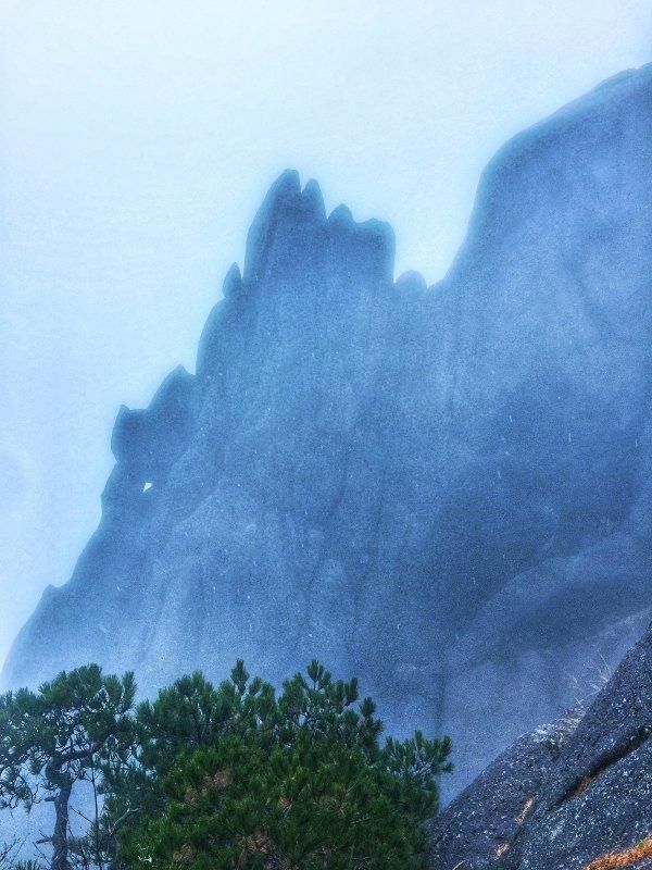 黄山松奇在哪里(黄山松起源)