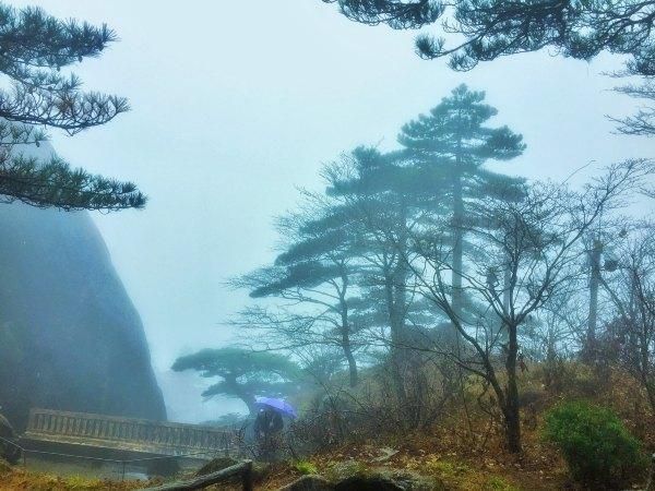 黄山松奇在哪里(黄山松起源)