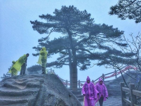 黄山松奇在哪里(黄山松起源)