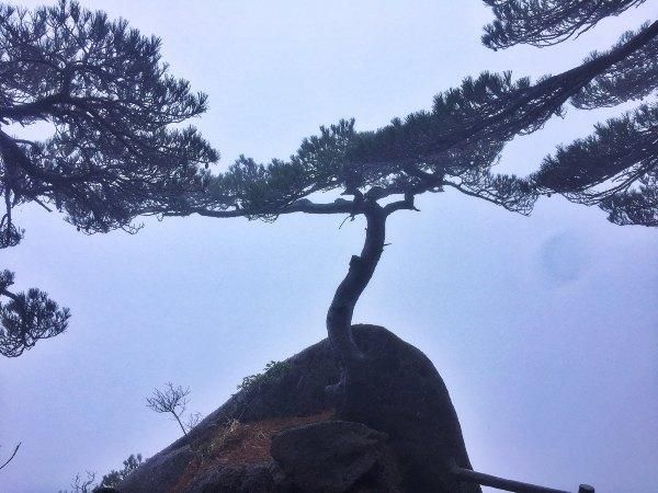 黄山松奇在哪里(黄山松起源)