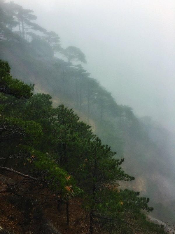 黄山松奇在哪里(黄山松起源)