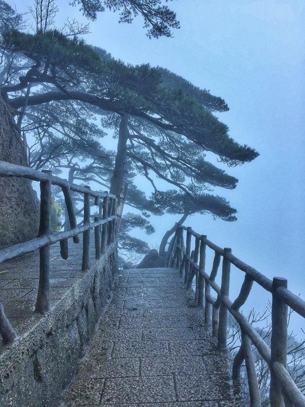 黄山松奇在哪里(黄山松起源)