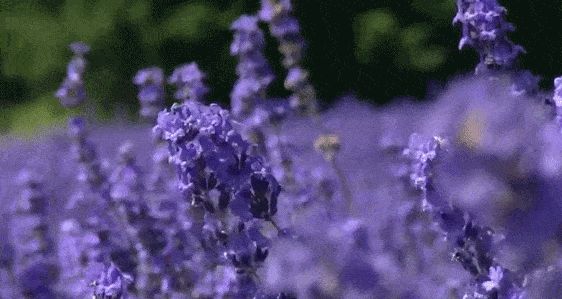 金昌紫金花海在哪里(金昌紫金花海简介)