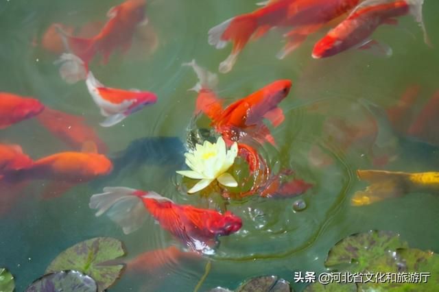 保定龙泉湖在哪(保定龙泉河) 保定龙泉湖在哪(保定龙泉河)