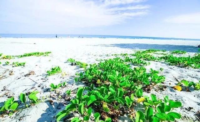 海南凤景图片(海南风景图片高清图片)