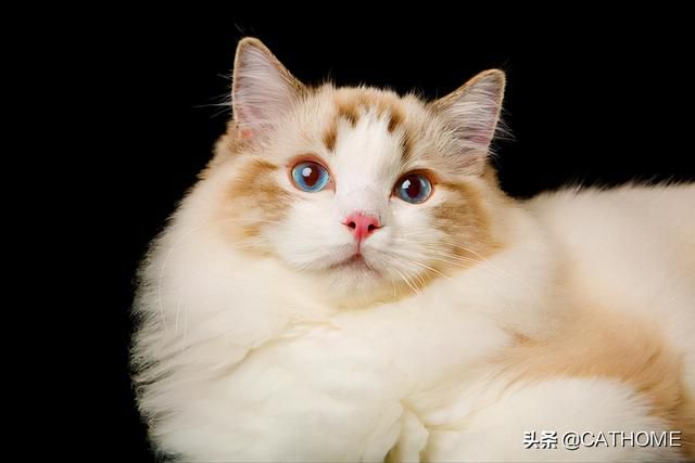猫在哪里卖(猫在哪里买)