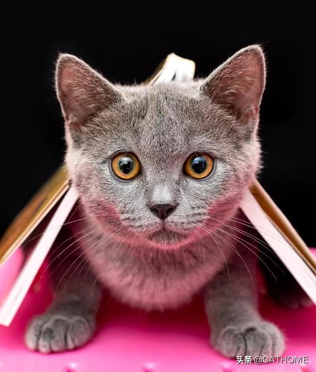 猫在哪里卖(猫在哪里买)