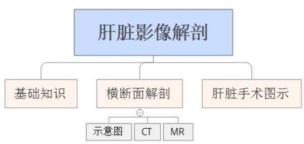 肝脏在哪个位置示意图(肝脏疼痛在哪个位置示意图)