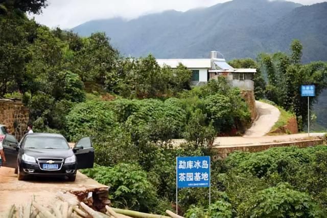 冰岛茶产地在哪里(冰岛属于什么茶类)