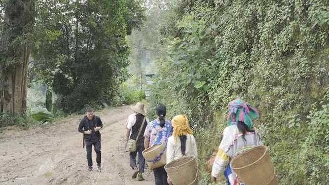 冰岛茶产地在哪里(冰岛属于什么茶类)