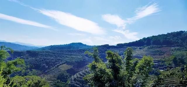 冰岛茶产地在哪里(冰岛属于什么茶类)