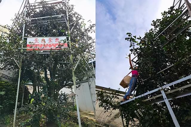 冰岛茶产地在哪里(冰岛属于什么茶类)