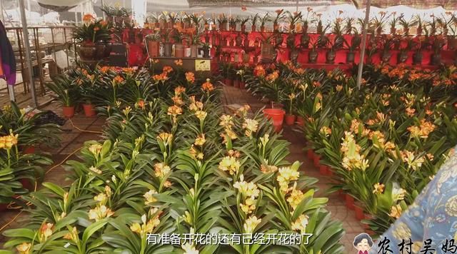 青州花卉批发市场在哪(青州花卉批发市场在哪个镇)