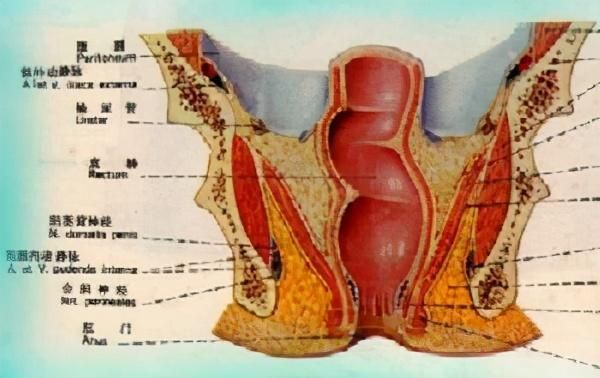 肛管齿在哪里(肛管6点在哪里)