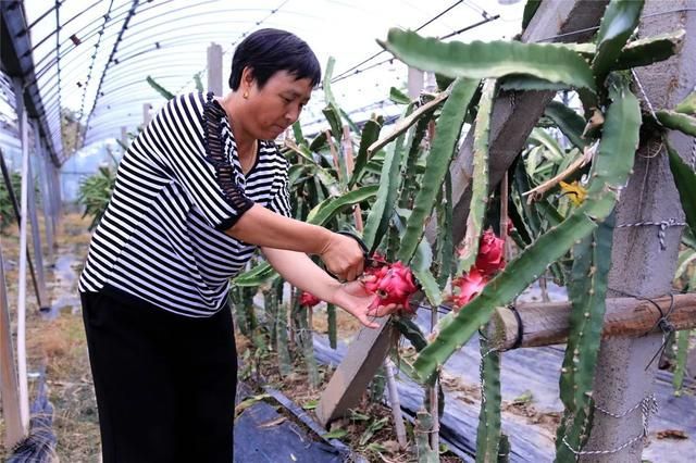 上海火龙果基地在哪里(湛江火龙果基地在哪里)