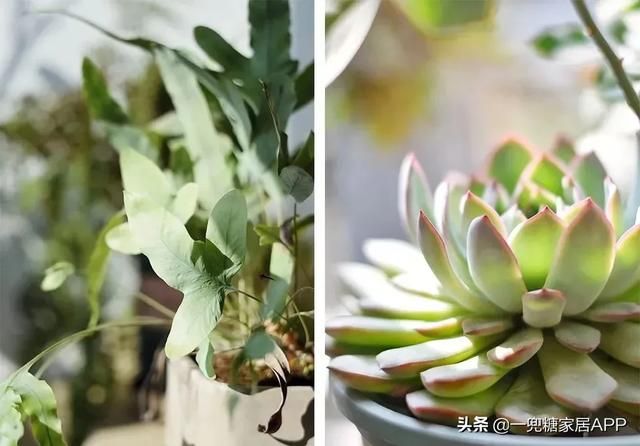 香草在哪买(香草在线观看)
