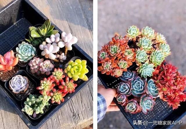 香草在哪买(香草在线观看)