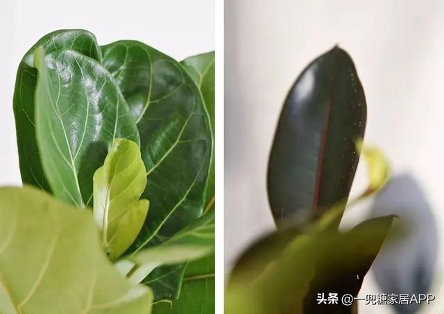 香草在哪买(香草在线观看)