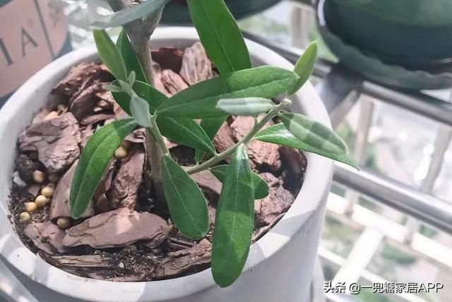 香草在哪买(香草在线观看)