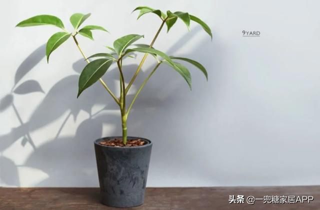 香草在哪买(香草在线观看)