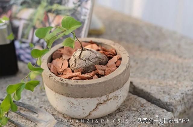 香草在哪买(香草在线观看)