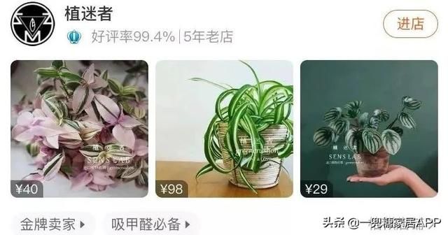 香草在哪买(香草在线观看)